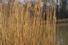 IMG-20230127-WA0065